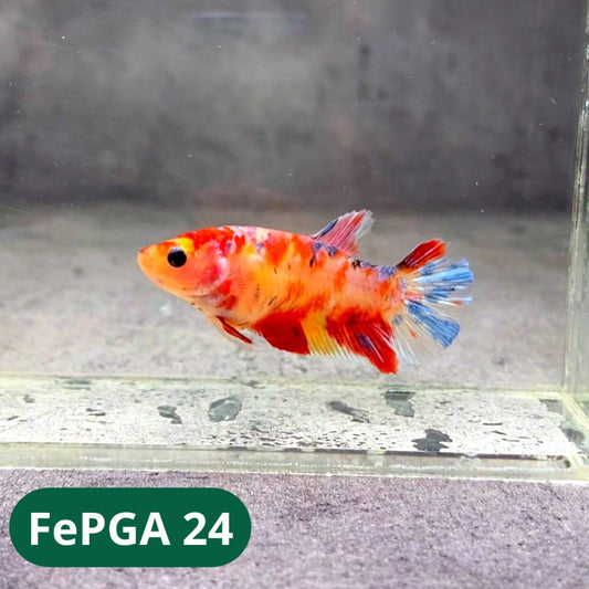 Queen Giant Female Betta Fish | You Pick Fish | High Grade