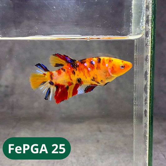 Queen Giant Female Betta Fish | You Pick Fish | High Grade