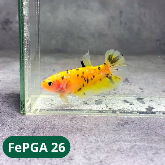 Queen Giant Female Betta Fish | You Pick Fish | High Grade