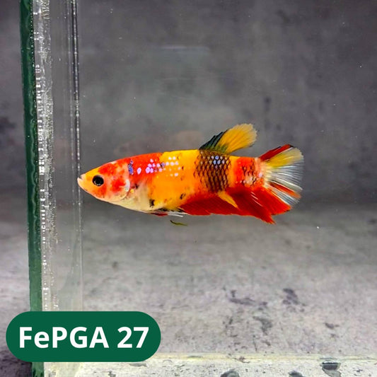 Queen Giant Female Betta Fish | You Pick Fish | High Grade