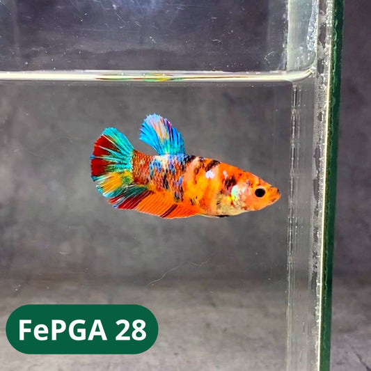 Queen Giant Female Betta Fish | You Pick Fish | High Grade