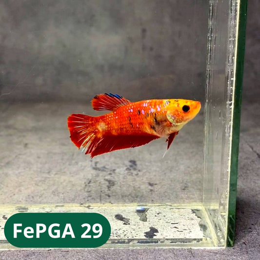 Queen Giant Female Betta Fish | You Pick Fish | High Grade