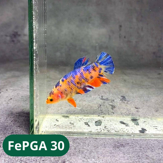 Queen Giant Female Betta Fish | You Pick Fish | High Grade