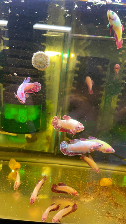 Neon Mix Female Betta Fish (Rare Color)