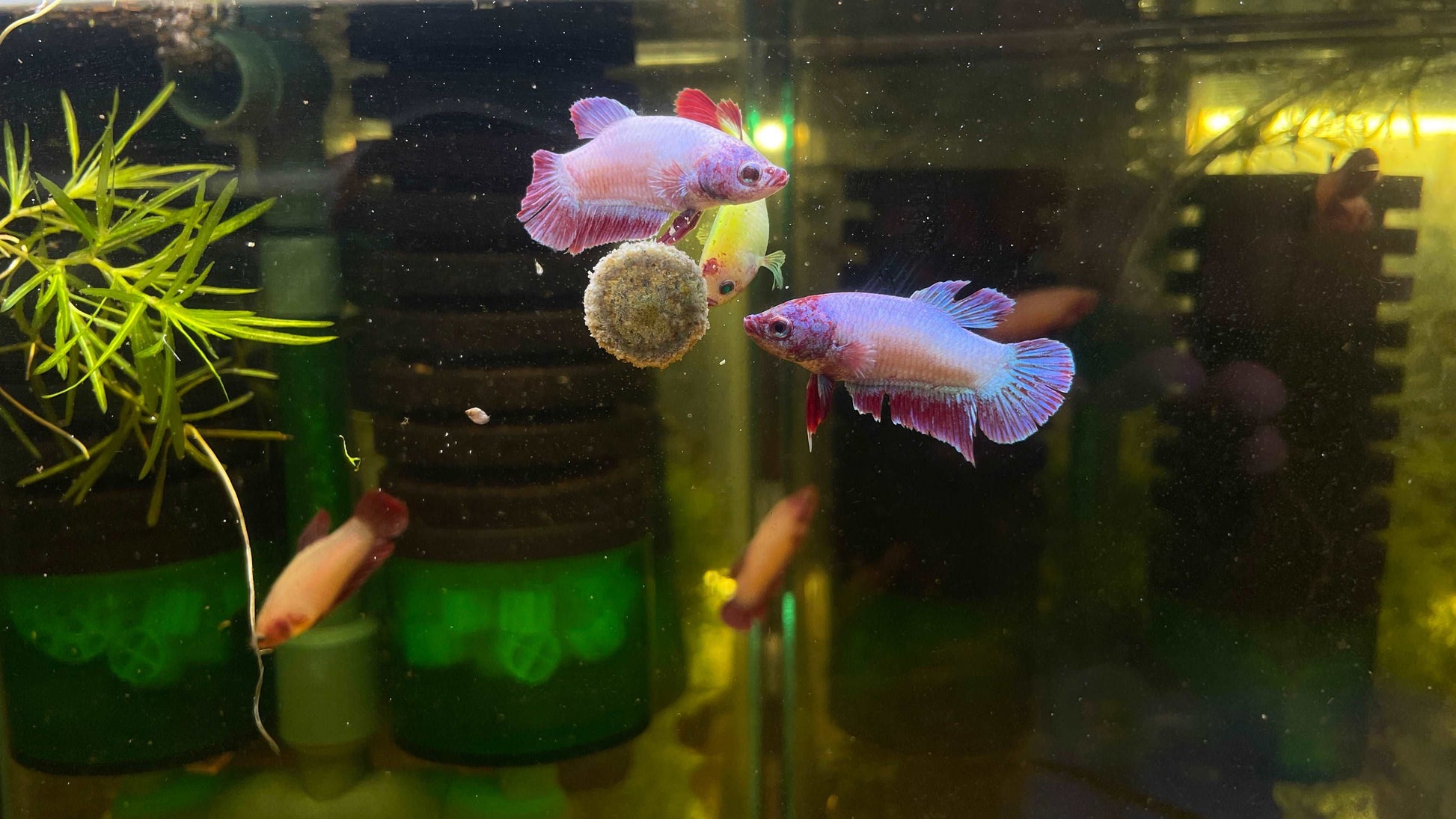 Neon Mix Female Betta Fish (Rare Color)