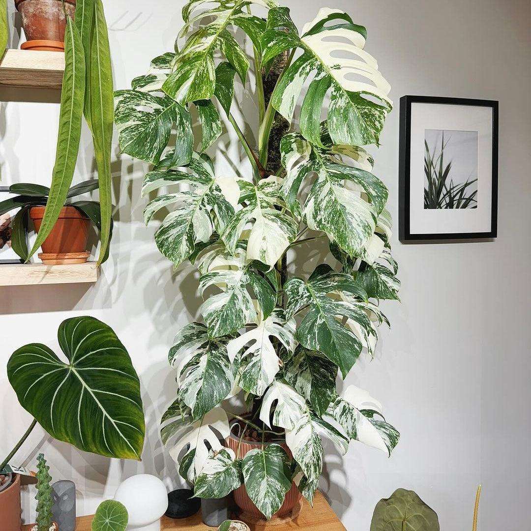 Variegated Monstera Albo Mature Plant (3 -4 Leaves) | Grower Pick