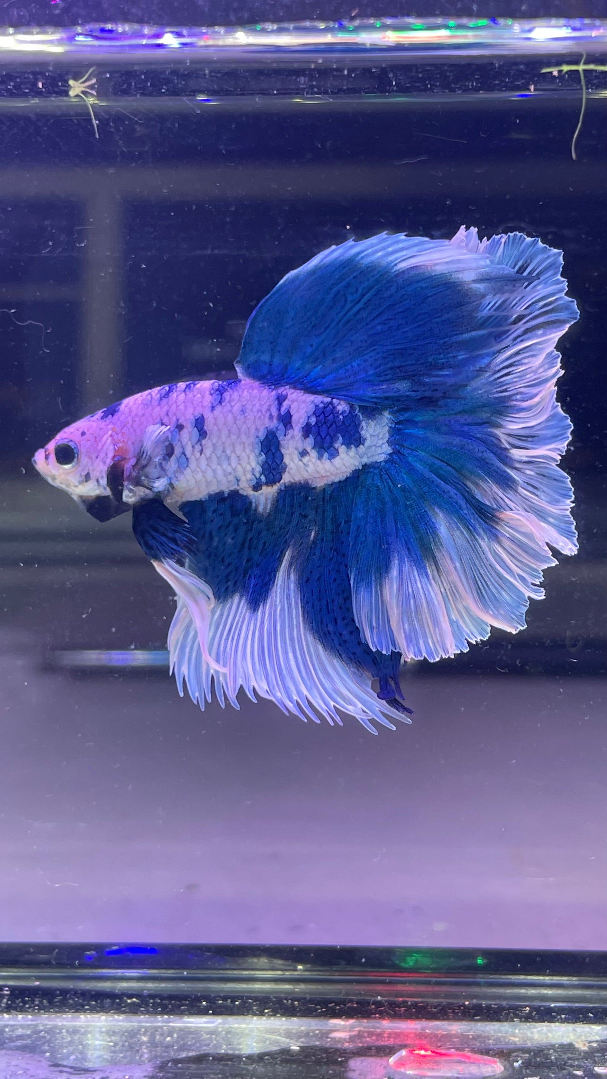 Blue Marble Dot Halfmoon Male Betta Fish | Grower Pick