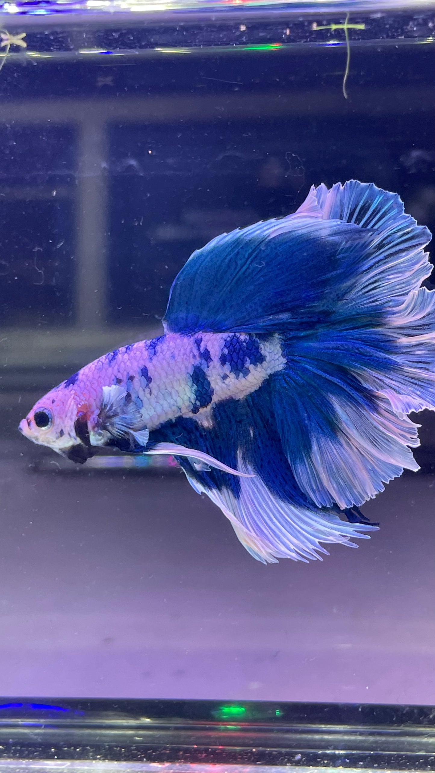 Blue Marble Dot Halfmoon Male Betta Fish | Grower Pick