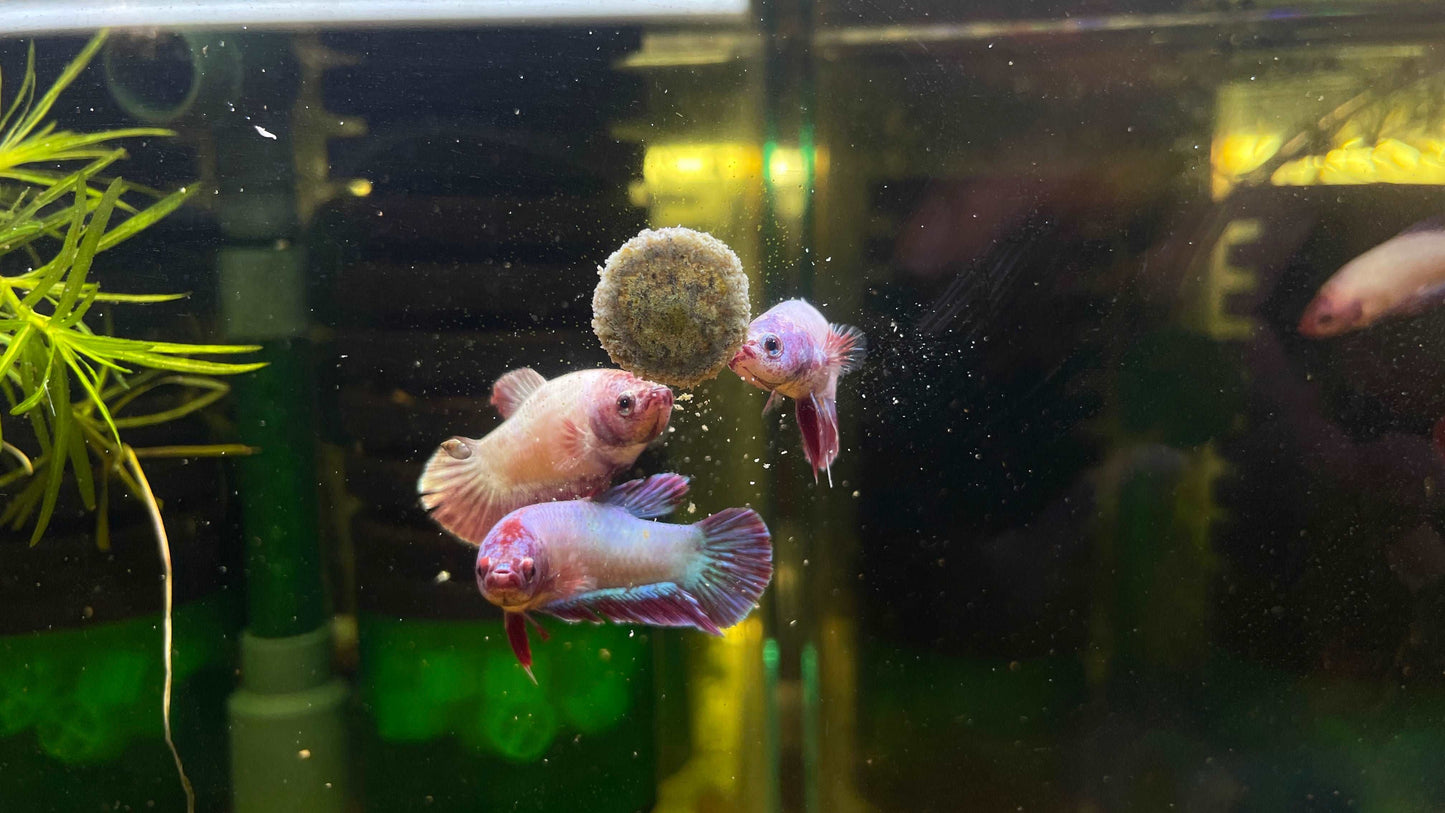 Neon Mix Female Betta Fish (Rare Color)