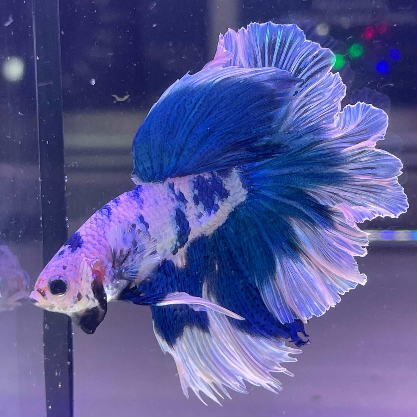 Blue Marble Dot Halfmoon Male Betta Fish | Grower Pick