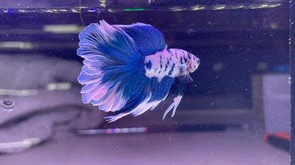 Blue Marble Dot Halfmoon Male Betta Fish | Grower Pick