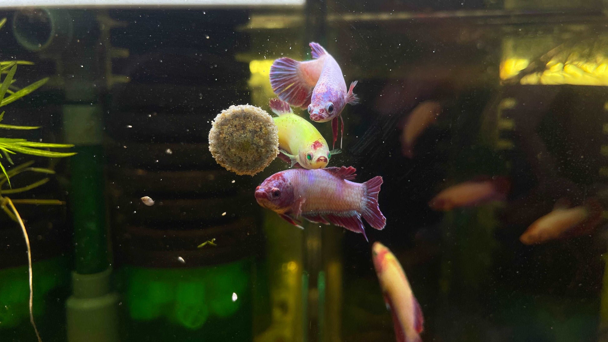 Neon Mix Female Betta Fish (Rare Color)