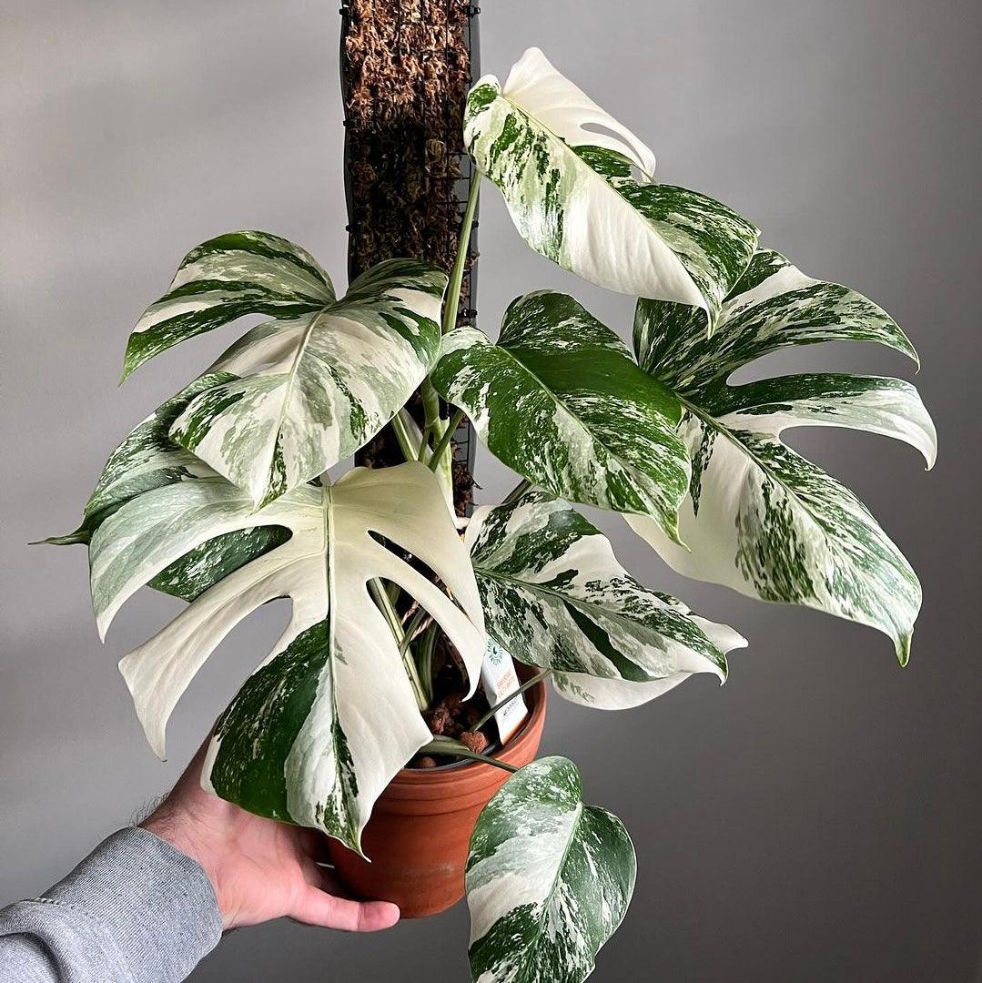 Variegated Monstera Albo Mature Plant (3 -4 Leaves) | Grower Pick