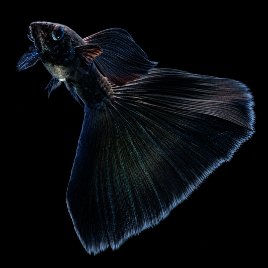 Full Black Guppy Fish