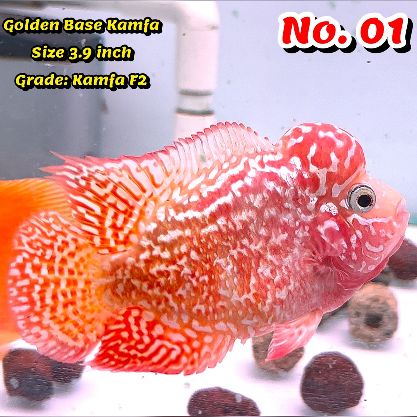 Golden Base Kamfa Flowerhorn Cichlid | You Pick Fish |