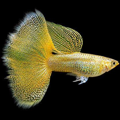 Gold Lace Snakeskin Guppy Fish