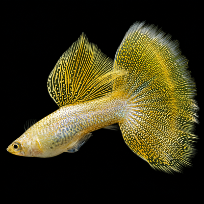 Gold Lace Snakeskin Guppy Fish