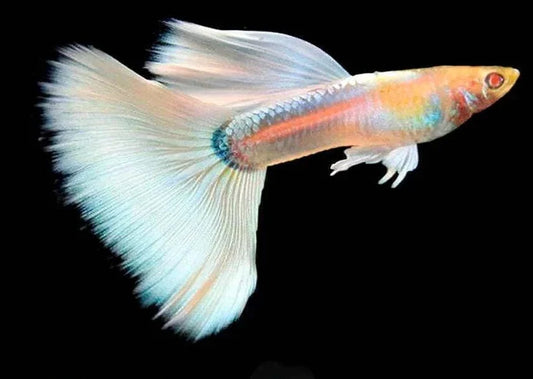 Albino Full White Platinum Guppy Fish