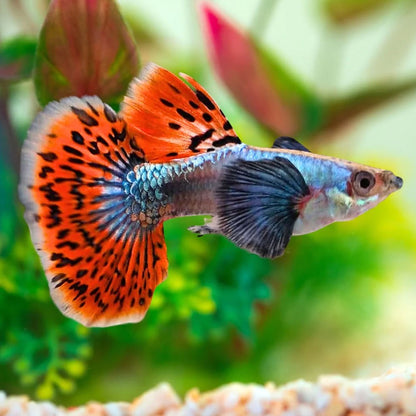 Dumbo Red Mosaic Guppy Fish