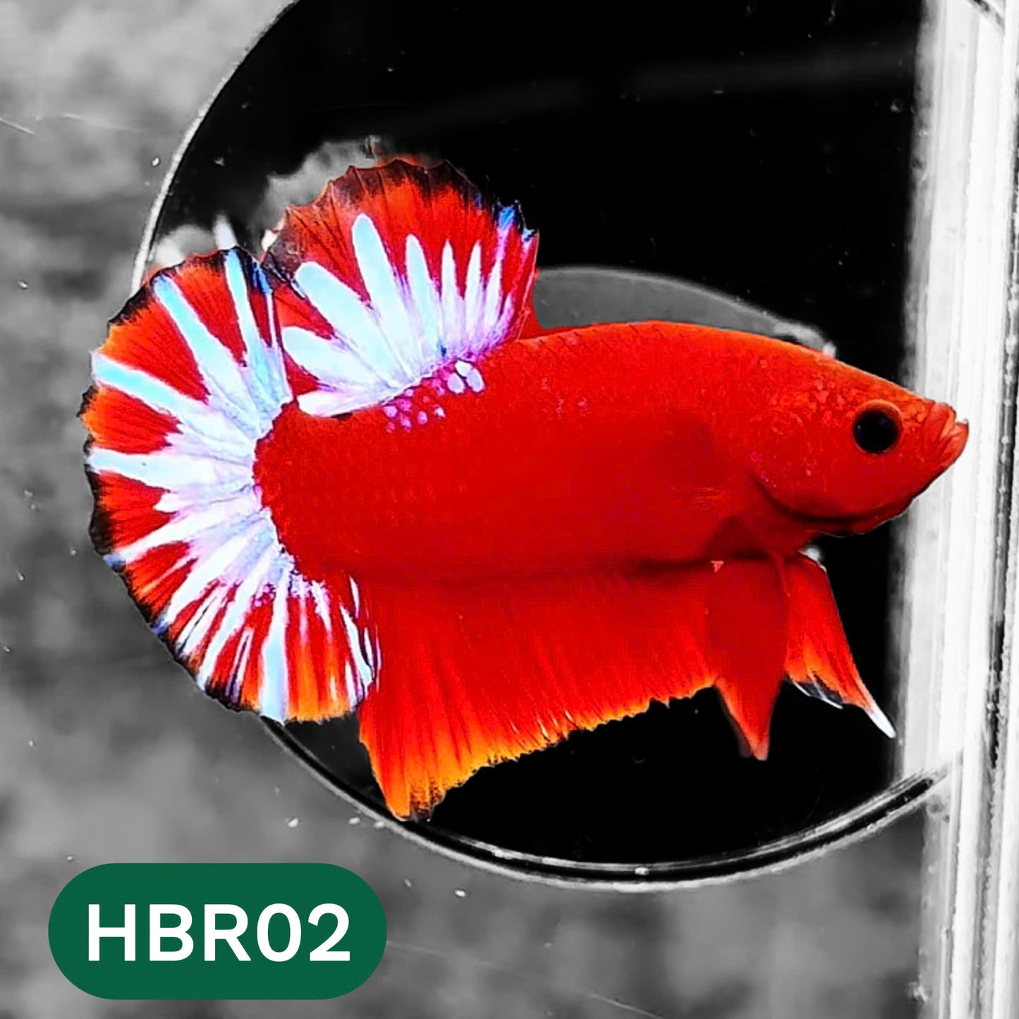 Hellboy Plakat Male Betta Fish | Order Directly From Farm | You Pick Fish