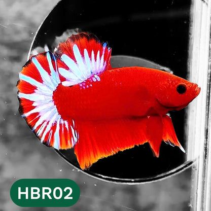 Hellboy Plakat Male Betta Fish | Order Directly From Farm | You Pick Fish