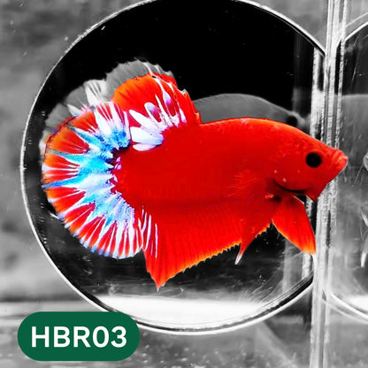 Hellboy Plakat Male Betta Fish | Order Directly From Farm | You Pick Fish