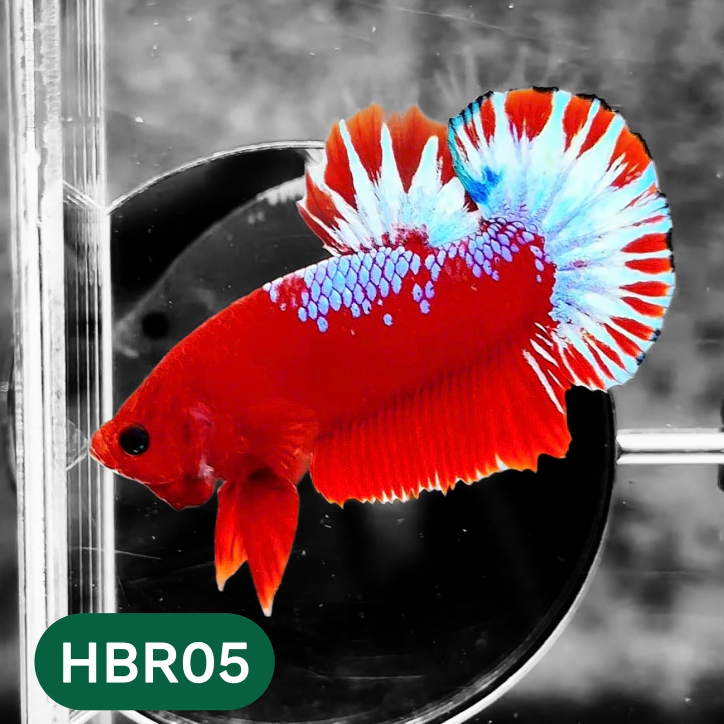Hellboy Plakat Male Betta Fish | Order Directly From Farm | You Pick Fish