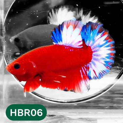 Hellboy Plakat Male Betta Fish | Order Directly From Farm | You Pick Fish