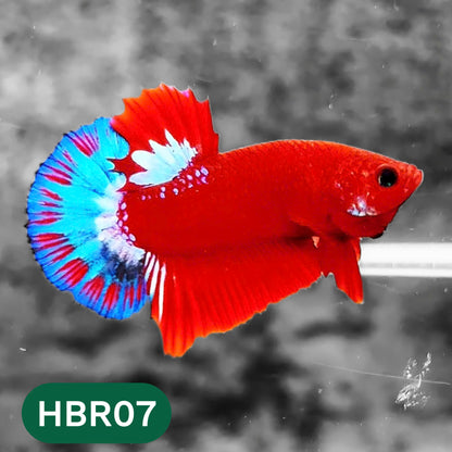Hellboy Plakat Male Betta Fish | Order Directly From Farm | You Pick Fish