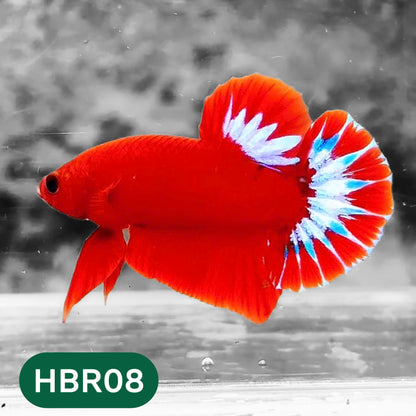 Hellboy Plakat Male Betta Fish | Order Directly From Farm | You Pick Fish