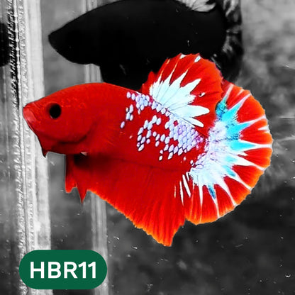 Hellboy Plakat Male Betta Fish | Order Directly From Farm | You Pick Fish