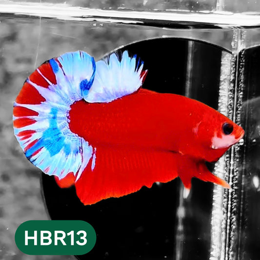 Hellboy Plakat Male Betta Fish | Order Directly From Farm | You Pick Fish