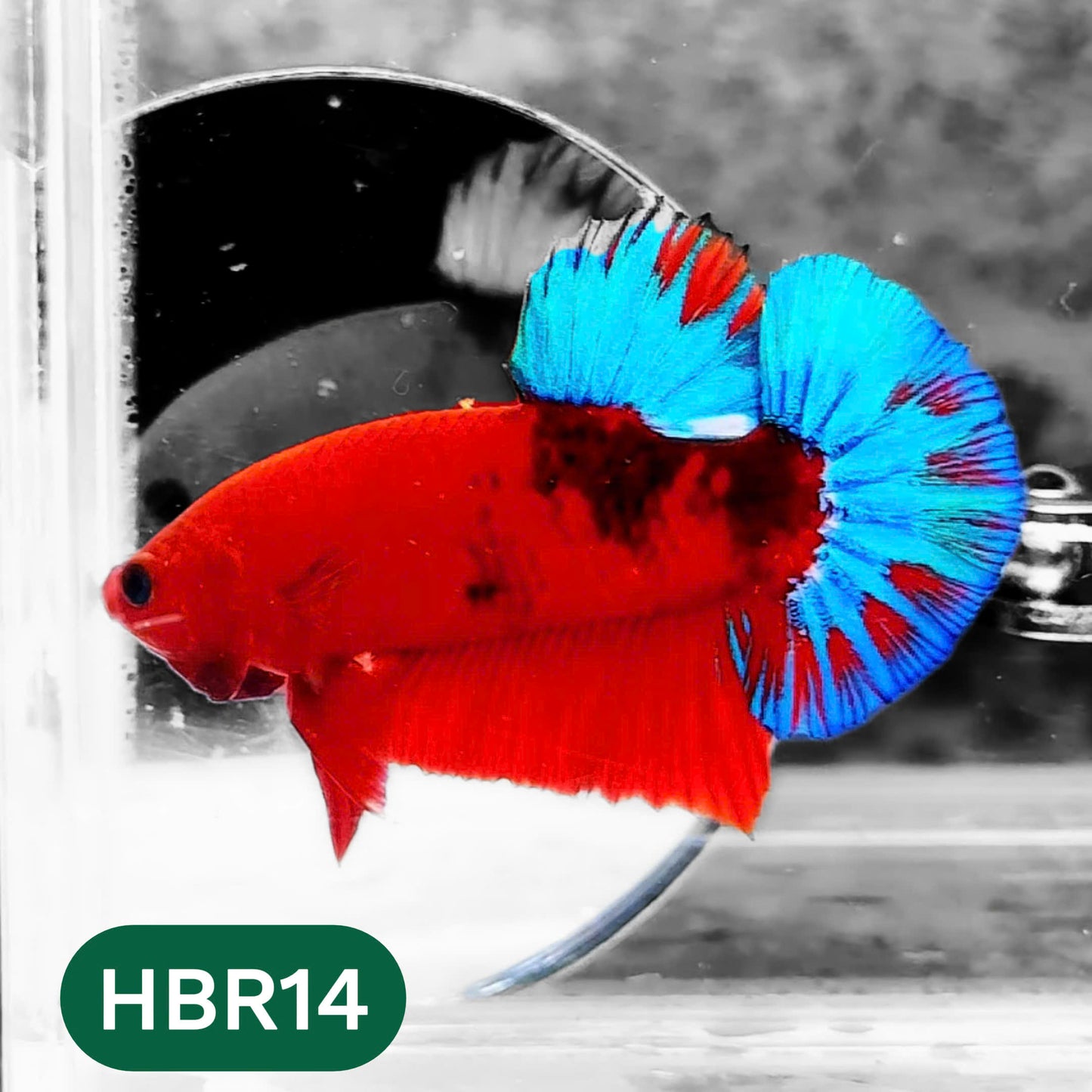 Hellboy Plakat Male Betta Fish | Order Directly From Farm | You Pick Fish