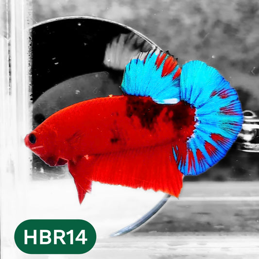 Hellboy Plakat Male Betta Fish | Order Directly From Farm | You Pick Fish