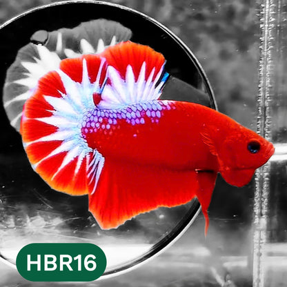 Hellboy Plakat Male Betta Fish | Order Directly From Farm | You Pick Fish