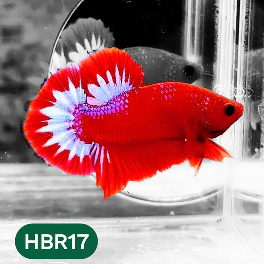 Hellboy Plakat Male Betta Fish | Order Directly From Farm | You Pick Fish