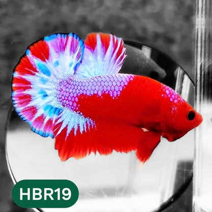 Hellboy Plakat Male Betta Fish | Order Directly From Farm | You Pick Fish