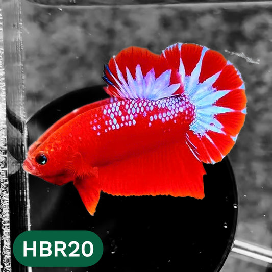 Hellboy Plakat Male Betta Fish | Order Directly From Farm | You Pick Fish