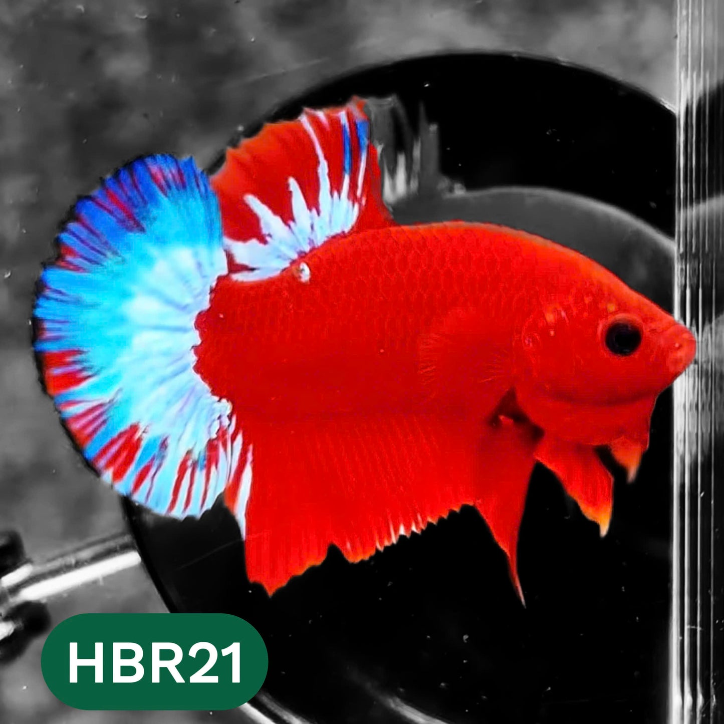 Hellboy Plakat Male Betta Fish | Order Directly From Farm | You Pick Fish