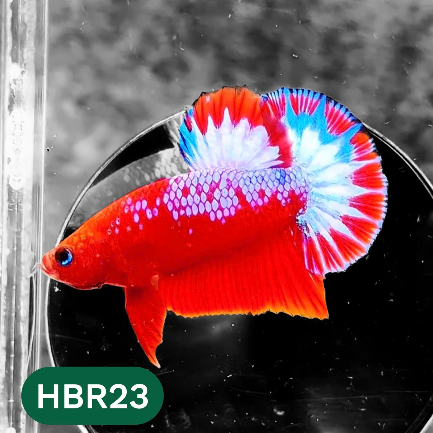 Hellboy Plakat Male Betta Fish | Order Directly From Farm | You Pick Fish