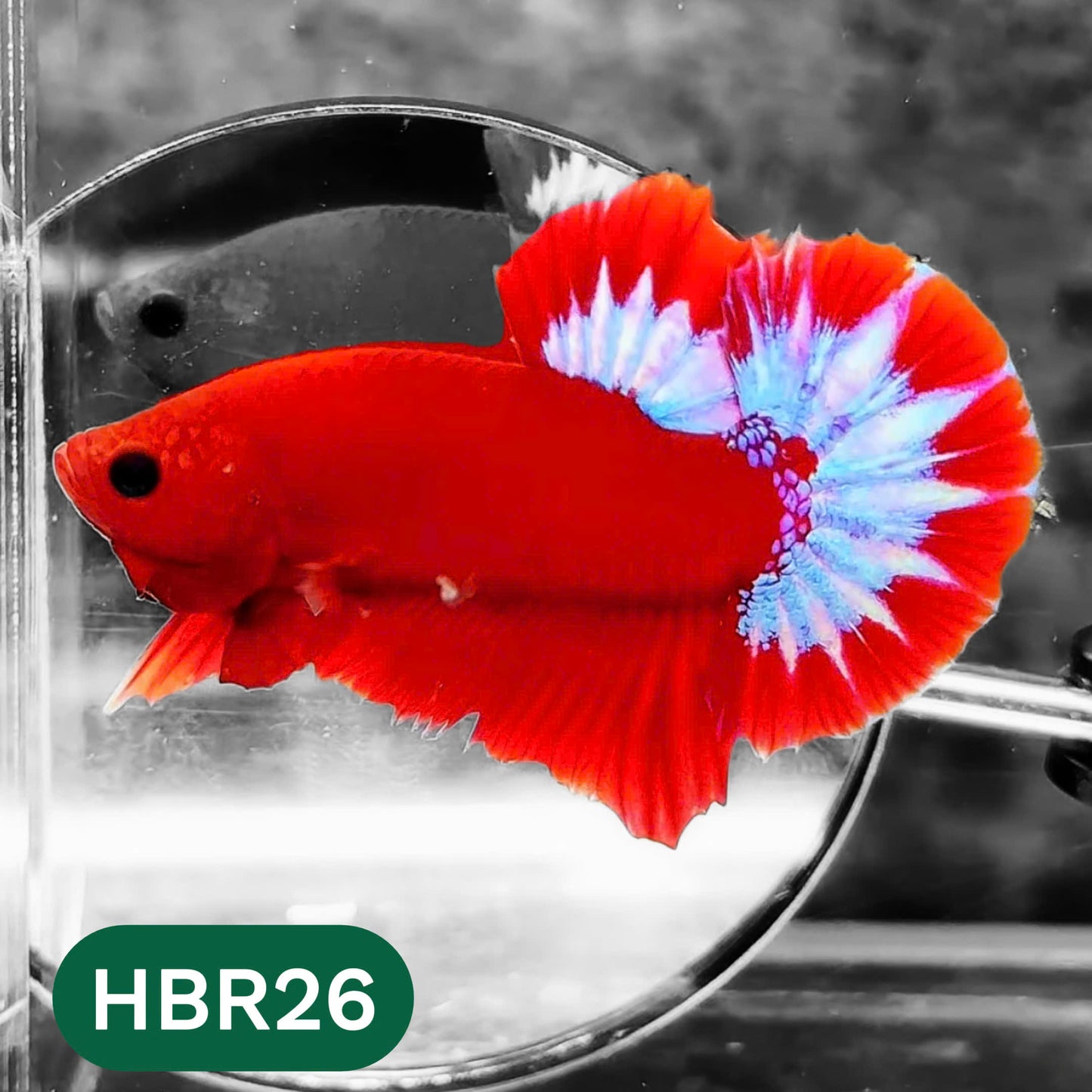 Hellboy Plakat Male Betta Fish | Order Directly From Farm | You Pick Fish