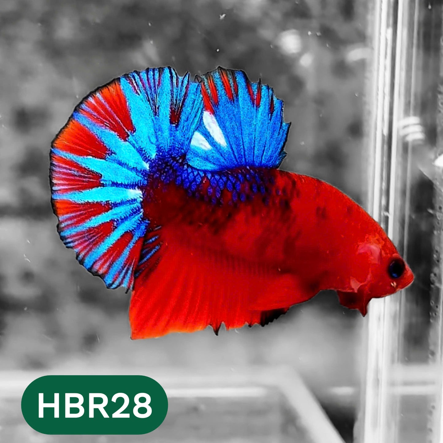 Hellboy Plakat Male Betta Fish | Order Directly From Farm | You Pick Fish