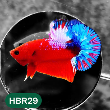 Hellboy Plakat Male Betta Fish | Order Directly From Farm | You Pick Fish