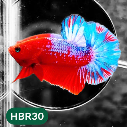 Hellboy Plakat Male Betta Fish | Order Directly From Farm | You Pick Fish