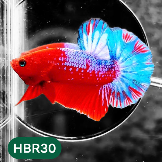 Hellboy Plakat Male Betta Fish | Order Directly From Farm | You Pick Fish