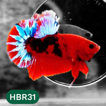 Hellboy Plakat Male Betta Fish | Order Directly From Farm | You Pick Fish