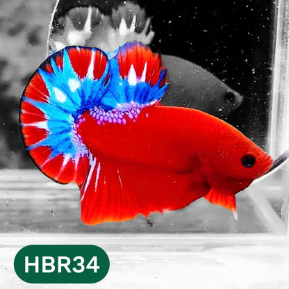 Hellboy Plakat Male Betta Fish | Order Directly From Farm | You Pick Fish