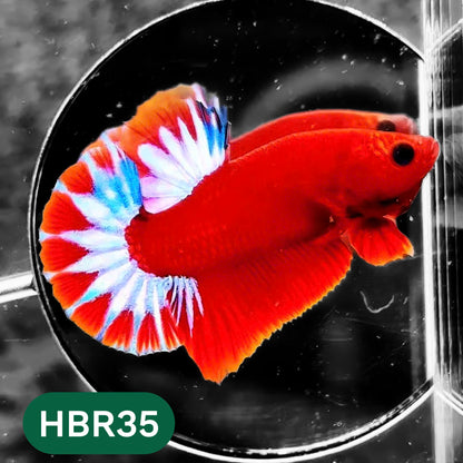 Hellboy Plakat Male Betta Fish | Order Directly From Farm | You Pick Fish