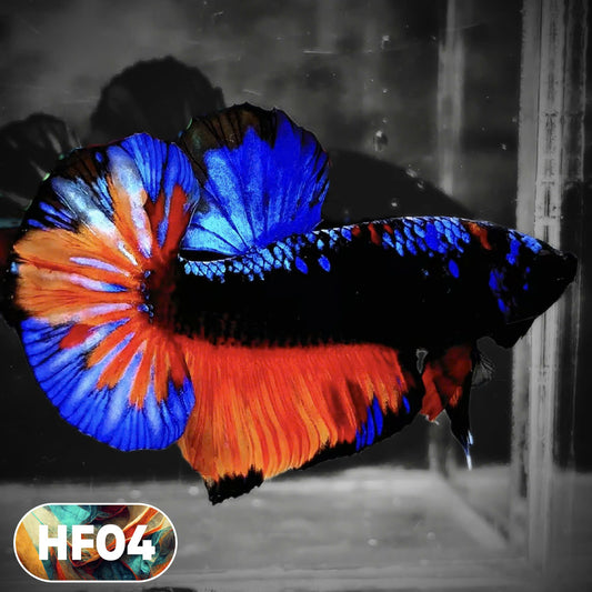 Dark Flame Hellfire Plakat Male Betta Fish | You Pick Fish | Rare Betta