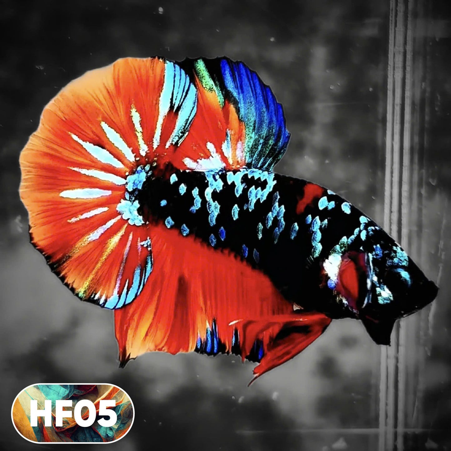 Dark Flame Hellfire Plakat Male Betta Fish | You Pick Fish | Rare Betta